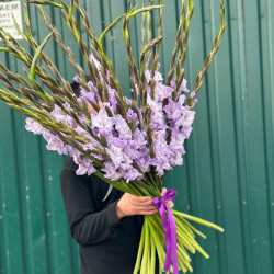 Букет из 25 сиреневых гладиолусов