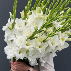 Букет из 19 белых гладиолусов