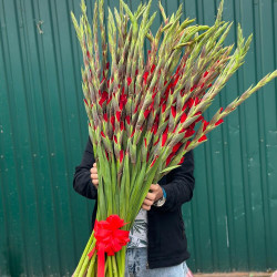 Букет из 49 красных гладиолусов
