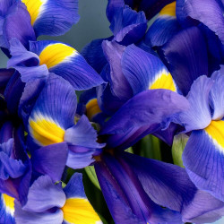 Букет из 7 синих ирисов