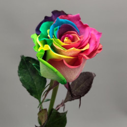 Радужная роза 1 штука
