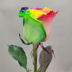 Радужная роза 1 штука