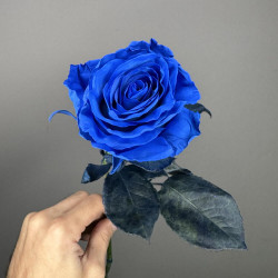 Синяя роза 1 штука
